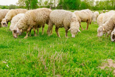 Evcil koyun sürüsü yeşil arazide otluyor.. 