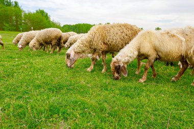 Evcil koyun sürüsü yeşil arazide otluyor.. 