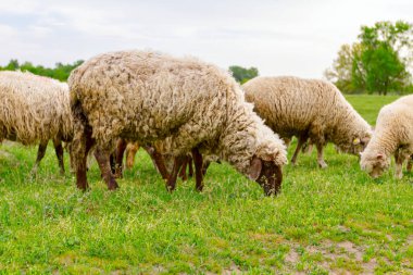 Evcil koyun sürüsü yeşil arazide otluyor.. 