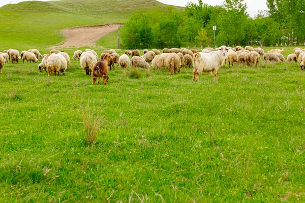 Manada Ovejas Domésticas Están Pastando Hierba Paisaje Verde — Foto de Stock