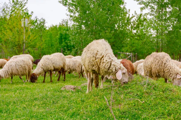 Herd Domestic Sheep Grazing Grass Green Landscape — Stock Photo, Image