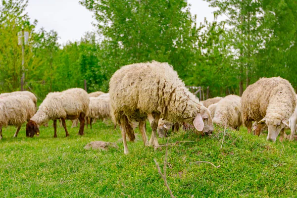 Manada Ovejas Domésticas Están Pastando Hierba Paisaje Verde — Foto de Stock