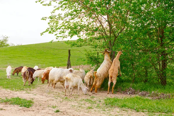 Manada Cabras Domésticas Están Pastando Hierba Soleado Paisaje Verde —  Fotos de Stock