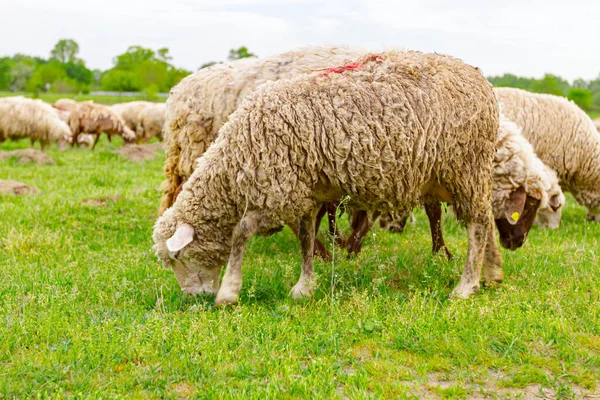 Rebanho Ovelhas Domésticas Estão Pastando Grama Paisagem Verde — Fotografia de Stock