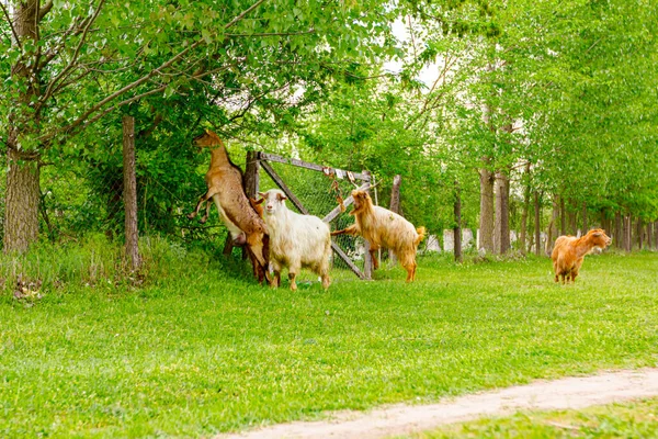 Стадо Домашних Коз Пасут Траву Солнечном Зеленом Ландшафте — стоковое фото