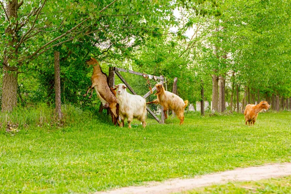 Rebanho Cabras Domésticas Estão Pastando Grama Paisagem Verde Ensolarada — Fotografia de Stock