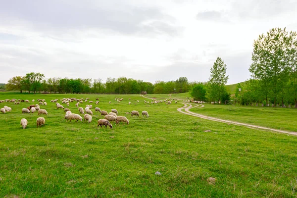 Herd Domestic Sheep Grazing Grass Green Landscape — Stock Photo, Image