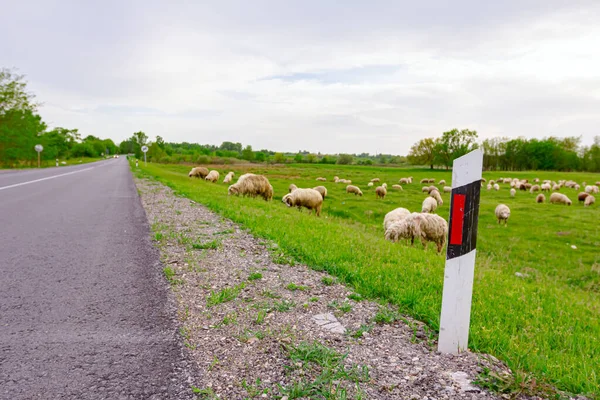 Herd Domestic Sheep Grazing Grass Green Landscape Next Asphalt Road — Stock Photo, Image