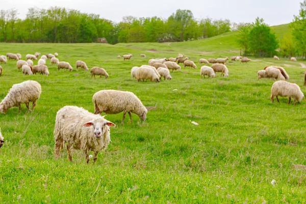 Herd Domestic Sheep Grazing Grass Green Landscape — Stock Photo, Image