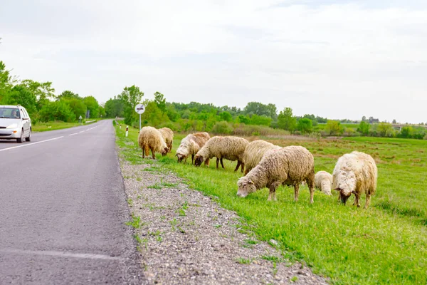 Herd Domestic Sheep Grazing Grass Green Landscape Next Asphalt Road — Stock Photo, Image