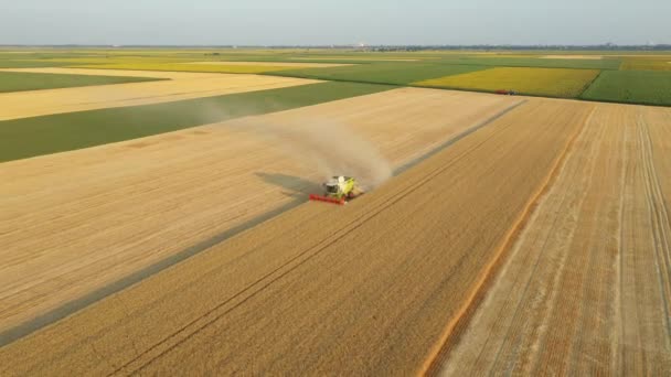 Luftwagen Bewegen Sich Rückwärts Blick Auf Landwirtschaftliche Mähdrescher Mähdrescher Während — Stockvideo