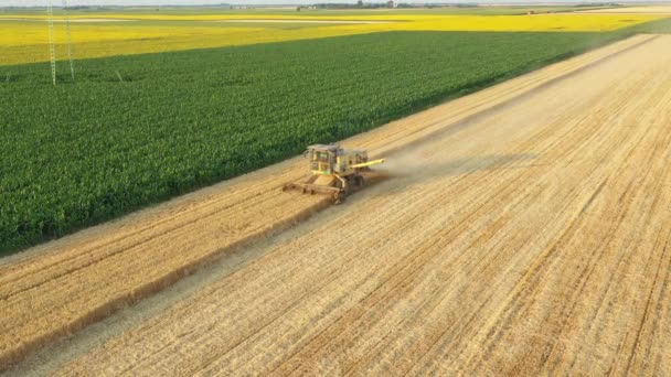 Luftaufnahme Eines Landwirtschaftlichen Alten Gelben Mähdreschers Beim Schneiden Ernten Von — Stockvideo