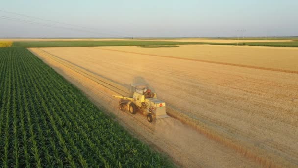 从空中看农业 老黄壤联合收割机作为采伐 在农田收获成熟小麦 — 图库视频影像