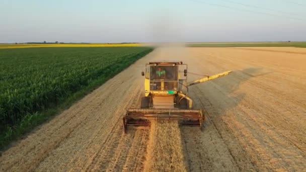 航空軌道は 農業の大胆な移動ビュー 古い黄色は 農場のフィールドに成熟した小麦を収穫し 切断として収穫者を組み合わせる — ストック動画