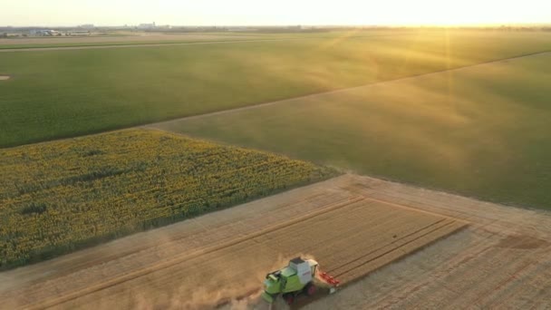 Lumba Udara Bergerak Mundur Dan Miring Melihat Bawah Pertanian Pemanen — Stok Video