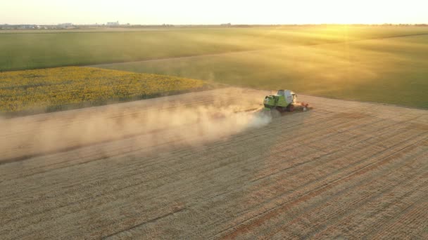 夕方になると畑で成熟した小麦を刈ったり収穫したりする際に 農作物を空中から見ることができる — ストック動画