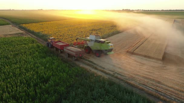 Luftaufnahme Des Umschlags Vom Landwirtschaftlichen Mähdrescher Auf Den Anhänger Abladen — Stockvideo