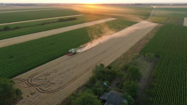 Zirai Hasat Aracının Hava Görüntüsü Akşamları Tarlalarda Olgun Buğday Kesip — Stok video