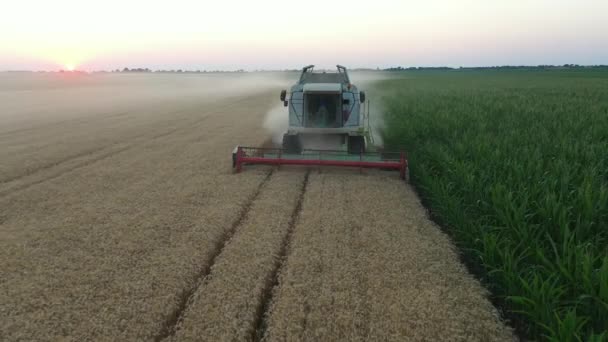 在农场收割成熟小麦的过程中 空中娃娃向后移动 从低角度看待农业收割机 — 图库视频影像