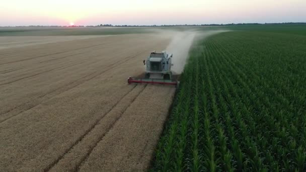 空中娃娃倒行逆施 看着农业收割机 在农田里收割成熟的小麦 — 图库视频影像