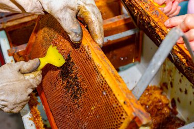Koruyucu eldivenli bir Apiarist bal hücrelerini arı koruyucu çatalıyla açıyor, bal peteği hasadında bal peteği kapaklarını açmak veya kaldırmak için bir araç, yakın plan.
