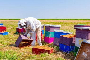 Arı yetiştiricisi, ahşap renkli arı kovanları ve arı kolonilerindeki durumu kontrol ediyor.. 