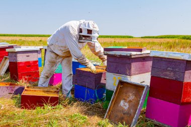 Arı yetiştiricisi, ahşap renkli arı kovanları ve arı kolonilerindeki durumu kontrol ediyor.. 