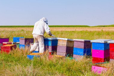 Arı yetiştiricisi, ahşap renkli arı kovanları ve arı kolonilerindeki durumu kontrol ediyor.. 