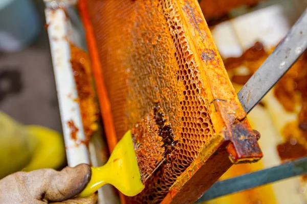 保護手袋の外観は 養蜂家のフォーク 収穫時にハニカム上のワックスキャップを開いたり取り出したりするためのツール クローズアップで蜂蜜細胞を切断しています — ストック写真