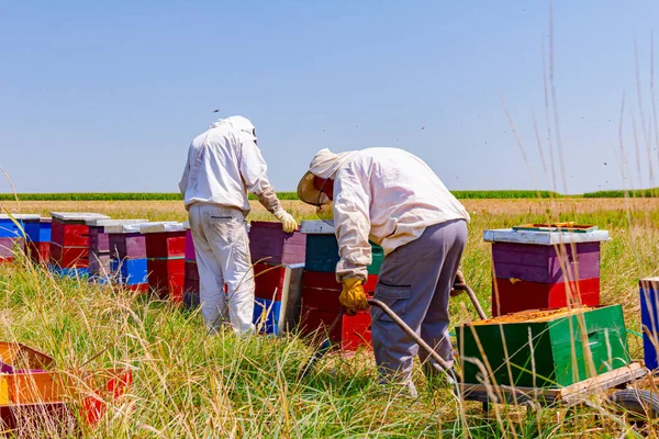 Les Apiculteurs Sortent Nid Abeille Sur Cadre Bois Pour Extraire — Photo