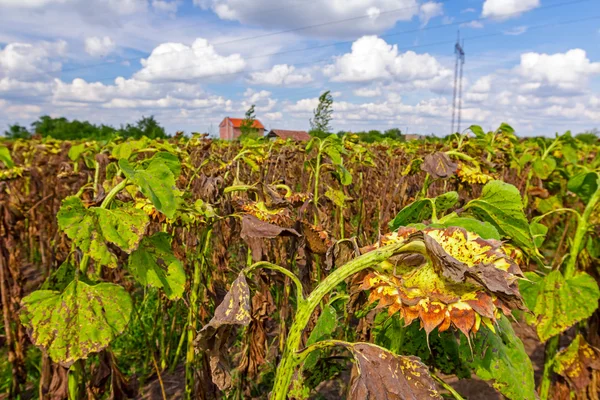 Verdorde zonnebloemen op het veld — Stockfoto