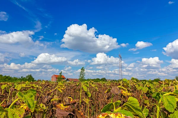 Verdorde zonnebloemen op het veld — Stockfoto