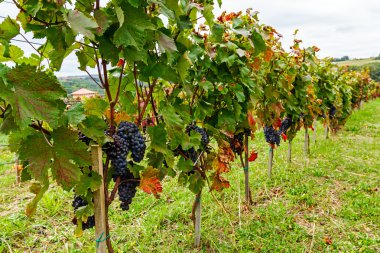 Pinot olgun Merlot üzüm