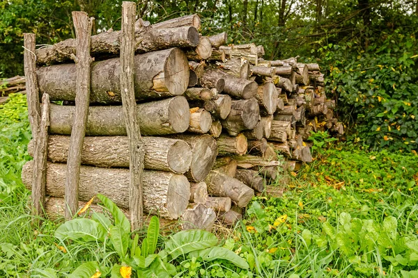 Pile of wood — Stock Photo, Image