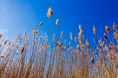 Kırmızı mavi gökyüzü üzerinde