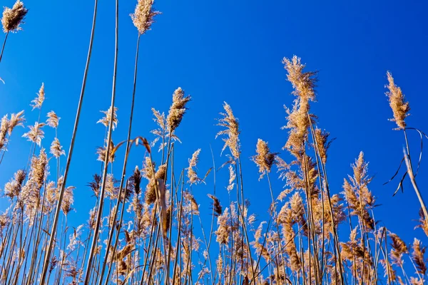 Rood op blauwe hemel — Stockfoto