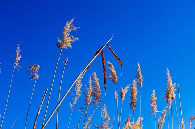 Kırmızı mavi gökyüzü üzerinde