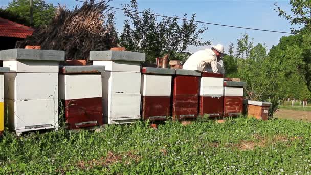 Lavoro in apiario — Video Stock