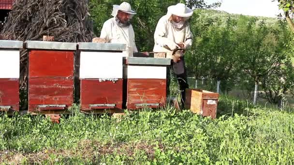Trabalho em apiário — Vídeo de Stock
