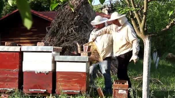 Trabalho em apiário — Vídeo de Stock