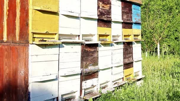 Пчелы летят в улей — стоковое видео
