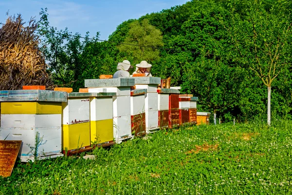 Trabalho em apiário — Fotografia de Stock