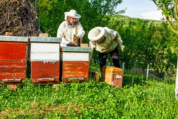 養蜂場で働く — ストック写真