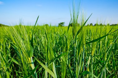 Yeşil buğday arpa alan yakın çekim