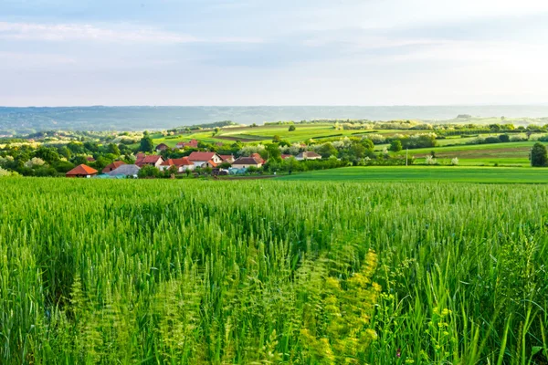 Grass on hilly landscape — Stock Photo, Image