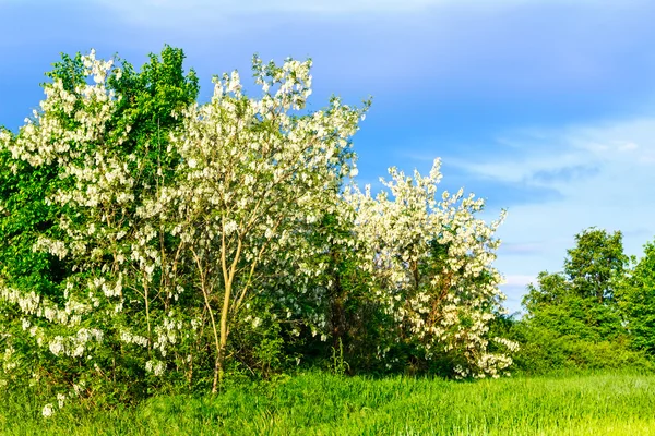 Acacia en flor, arbusto — Foto de Stock