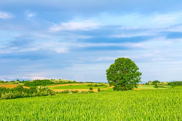 Árbol grande solitario — Foto de Stock