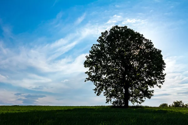 Árbol grande solitario con retroiluminación — Foto de Stock