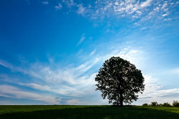 Árbol grande solitario con retroiluminación — Foto de Stock