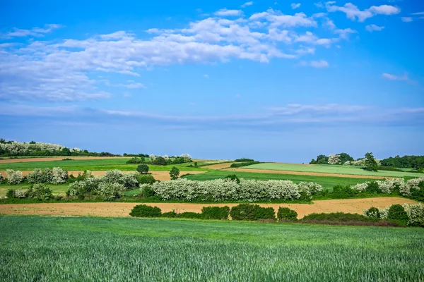 Dağlık manzara tarım alanları — Stok fotoğraf